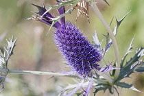 Sea Holly, Leavenworth's eryngo, Eryngium leavenworthii, Detail of purple coloured flower growing outdoor.