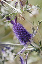 Sea Holly, Leavenworth's eryngo, Eryngium leavenworthii, Detail of purple coloured flower growing outdoor.