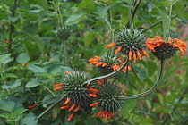 Wild dagga, Lion's tail, Leonotis leonurus, Detail of plant with orange coloured flowers growing outdoor.