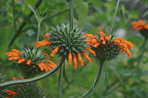 Wild dagga, Lion's tail, Leonotis leonurus, Detail of plant with orange coloured flowers growing outdoor.