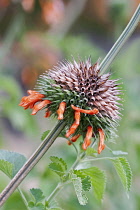 Wild dagga, Lion's tail, Leonotis leonurus, Detail of plant with orange coloured flowers growing outdoor.