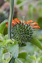 Wild dagga, Lion's tail, Leonotis leonurus, Detail of plant with orange coloured flowers growing outdoor.