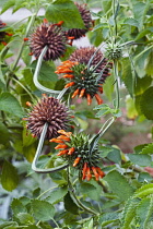 Wild dagga, Lion's tail, Leonotis leonurus, Detail of plant with orange coloured flowers growing outdoor.