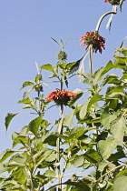 Wild dagga, Lion's tail, Leonotis leonurus, Detail of plant with orange coloured flowers growing outdoor.