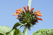 Wild dagga, Lion's tail, Leonotis leonurus, Detail of plant with orange coloured flowers growing outdoor.