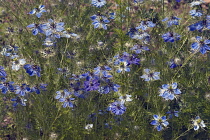 Love-in-a-mist, Nigella damascena, Detail of bliue coloured flowers growing outdoor.