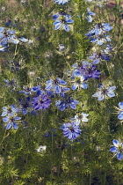 Love-in-a-mist, Nigella damascena, Detail of bliue coloured flowers growing outdoor.