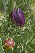 Love-in-a-mist, Nigella damascena, Detail of purple coloured seedhead growing outdoor.