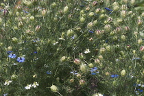 Love-in-a-mist, Nigella damascena, Detail of blue coloured flowers growing outdoor.