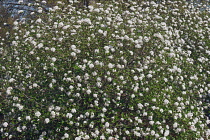 Viburnum, Mohawk viburnum, Viburnum x Burkwoodii Mohawk, Mass of tiny white flowers growing outdoor.