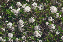 Viburnum, Mohawk viburnum, Viburnum x Burkwoodii Mohawk, Mass of tiny white flowers growing outdoor.