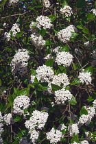 Viburnum, Mohawk viburnum, Viburnum x Burkwoodii Mohawk, Detail of tiny white flowers growing outdoor.