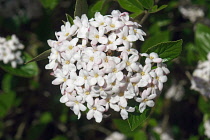 Viburnum, Mohawk viburnum, Viburnum x Burkwoodii Mohawk, Detail of tiny white flowers growing outdoor.