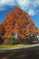 Redwood,  National Dawn redwood, Metasequoia glyptostroboides National, Tree in fall colours.