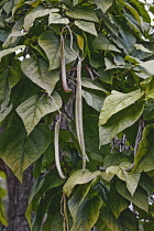 Bois chavanon, Northern catalpa, Catalpa speciosa, Detail of seedpods growing outdoor on the tree.
