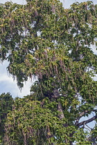 Bois chavanon, Northern catalpa, Catalpa speciosa, Detail of tree growing outdoor.