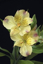 Astroemeria, Peruvian lily, Peruvian lily, Detail of yellow coloured flowers growing outdoor.