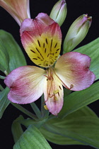 Astroemeria, Peruvian lily, Peruvian lily, Detail of pink coloured flowers growing outdoor.