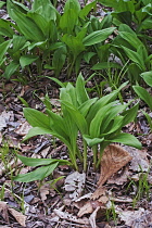 Wild garlic, Ramsons, Allium ursinum, Green coloured foliage growing outdoor.