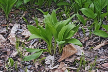 Wild garlic, Ramsons, Allium ursinum, Green coloured foliage growing outdoor.