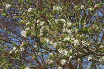 Roxbury russet apple, Malus x Roxbury Russet, White blossoms growing on the tree outdoor.