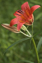 Siberian lily, Lilium pensylvanicum, Side view of orange coloured flower growing outdoor.