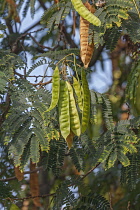 Silk tree, Albizia julibrissin, Detail of seedpods growing outdoor on the plant.