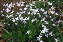 Ipheion, Springstar, Ipheion uniflorum, Mass of mauve coloured flowers growing outdoor.