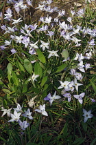 Ipheion, Springstar, Ipheion uniflorum, Mass of mauve coloured flowers growing outdoor.