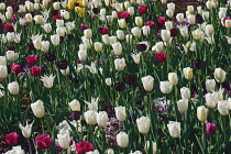 Tulip, Tulipa x gesneriana, also known as Didier's Tulip and Garden Tulip, Mass of multi coloured flowers growing outdoor.