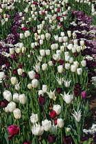 Tulip, Tulipa x gesneriana, also known as Didier's Tulip and Garden Tulip, Mass of multi coloured flowers growing outdoor.