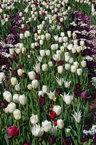 Tulip, Tulipa x gesneriana, also known as Didier's Tulip and Garden Tulip, Mass of multi coloured flowers growing outdoor.