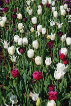 Tulip, Tulipa x gesneriana, also known as Didier's Tulip and Garden Tulip, Mass of multi coloured flowers growing outdoor.