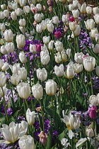 Tulip, Tulipa x gesneriana, also known as Didier's Tulip and Garden Tulip, Mass of multi coloured flowers growing outdoor.