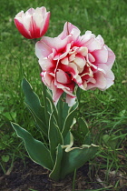 Tulip, Tulipa x gesneriana, also known as Didier's Tulip and Garden Tulip, Close up of pink coloured flowers growing outdoor.