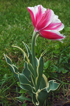 Tulip, Tulipa x gesneriana, also known as Didier's Tulip and Garden Tulip, Close up of pink coloured flower growing outdoor.