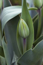 Tulip, Tulipa x gesneriana, also known as Didier's Tulip and Garden Tulip, Close up of green coloured flower bud growing outdoor.