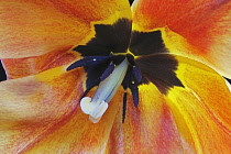 Tulip, Tulipa x gesneriana, also known as Didier's Tulip and Garden Tulip, Close up of peach coloured flower showing stamen.