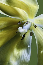 Tulip, Tulipa x gesneriana, also known as Didier's Tulip and Garden Tulip, Close up of yellow coloured flower showing stamen.