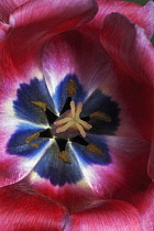 Tulip, Tulipa x gesneriana, also known as Didier's Tulip and Garden Tulip, Close up of red coloured flower showing stamen.