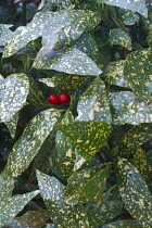 Variegated Japanese laurel, Variegated gold dust plant, Aucuba japonica Variegata, Detail of green a white coloured leaves and two red berries growing outdoor.