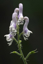 Monkshood, White monkshood, Aconitum alboviolaceum, Close up of mauve coloured flower growing outdoor.