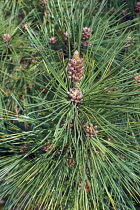 Pine, Ponderosa pine, Pinus ponderosa, Detail showing spiky nature of the tree.