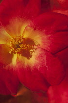 Rose, Rosa, Red coloured petals on flower with yellow stamen.