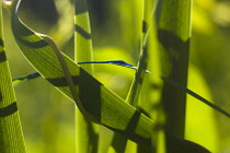 Grass, Close up detail of intertwined grasses.