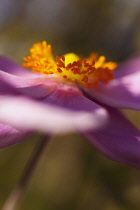 Anemone, Japanese Amenome, Anemone x hybrida 'Robustissima', Side view of pink coloured flower growing outdoor.