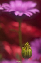 Osteospermum, Side view of purple coloured flower with bud in the foreground.