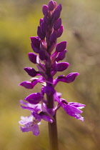 Orchid, Wild Orchid, Side view of purple coloured flower growing outdoor.