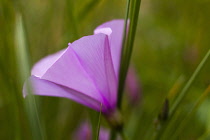 Bindweed, Convolvulus, Side view of mauve coloured flower growing outdoor.