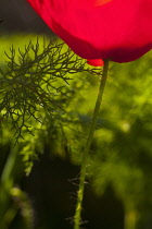 Poppy, Papaver, Detail of red coloured flower growing outdoor.